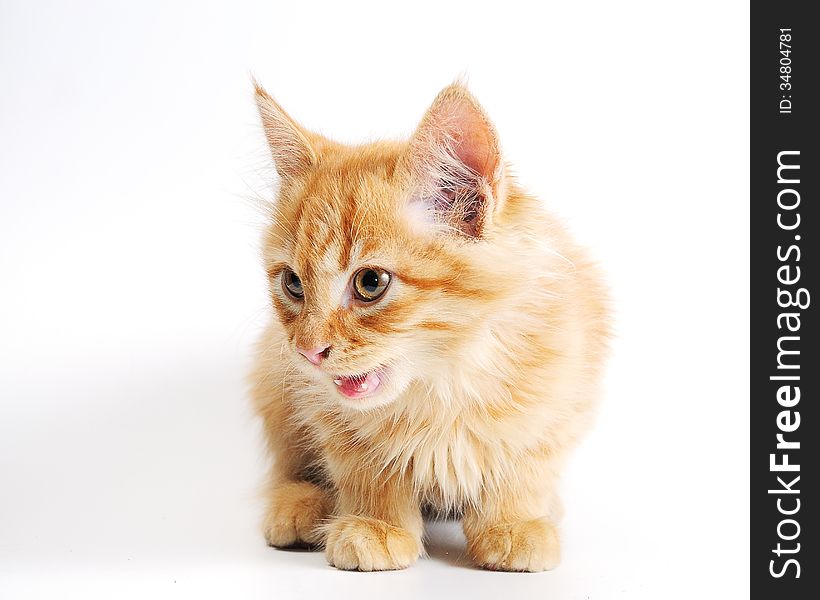 Cute little red kitten isolated on white background. Cute little red kitten isolated on white background
