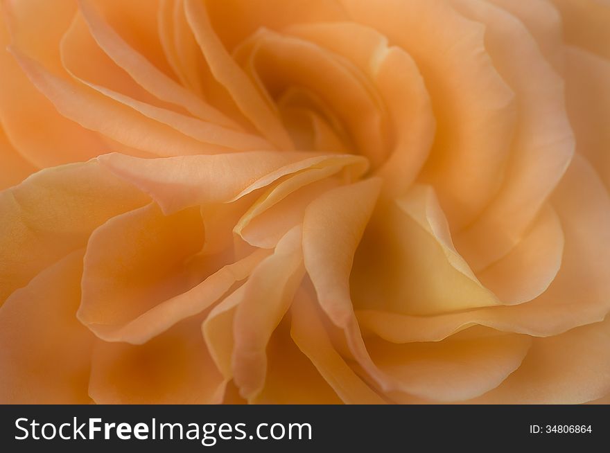 Close up of a rose in full bloom