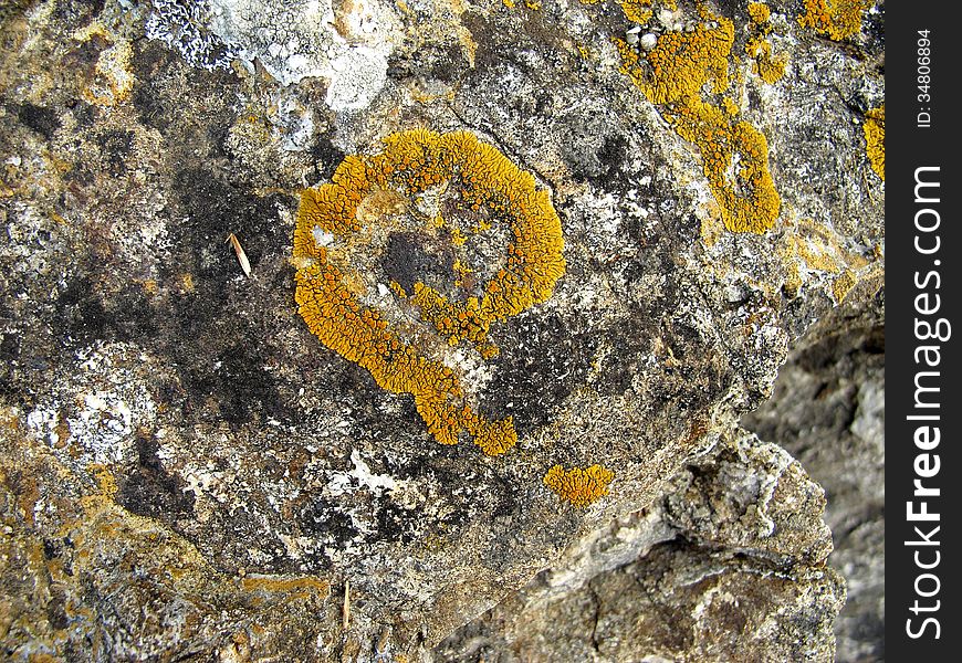 Moss makes interesting pattern on rock - useful as background. Moss makes interesting pattern on rock - useful as background