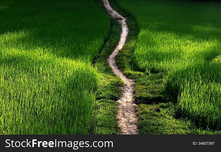 A small path cross into the green fields in the sunset, taken in Northern Vietnam