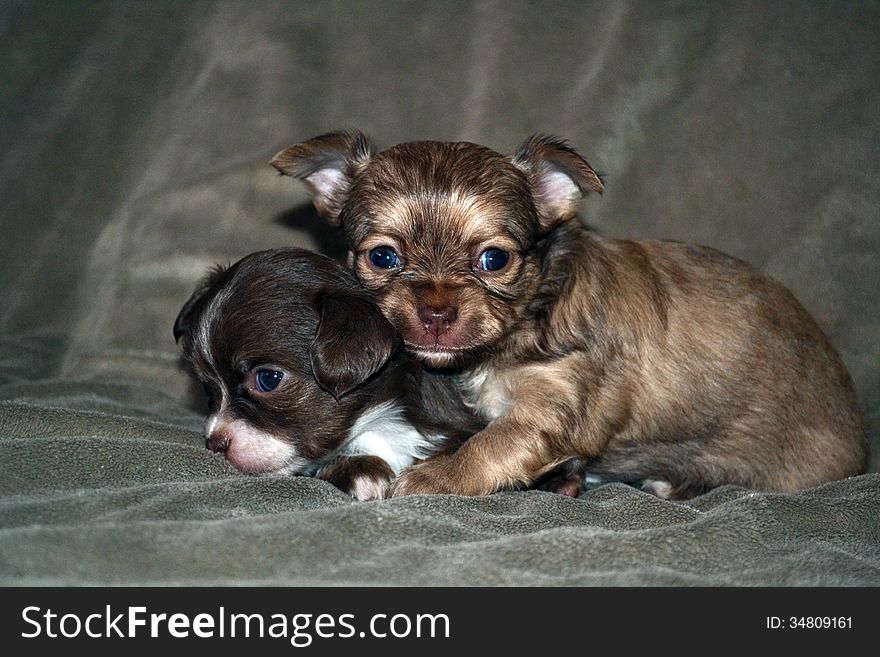 Two puppies play together on a rug. Two puppies play together on a rug