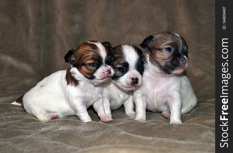 Three puppies on a rug