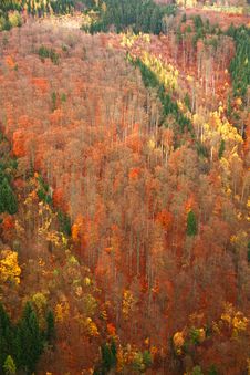 Colorful Forest Royalty Free Stock Image Colorful Forest Royalty Free Stock Image