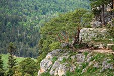 Curved Pine Royalty Free Stock Image