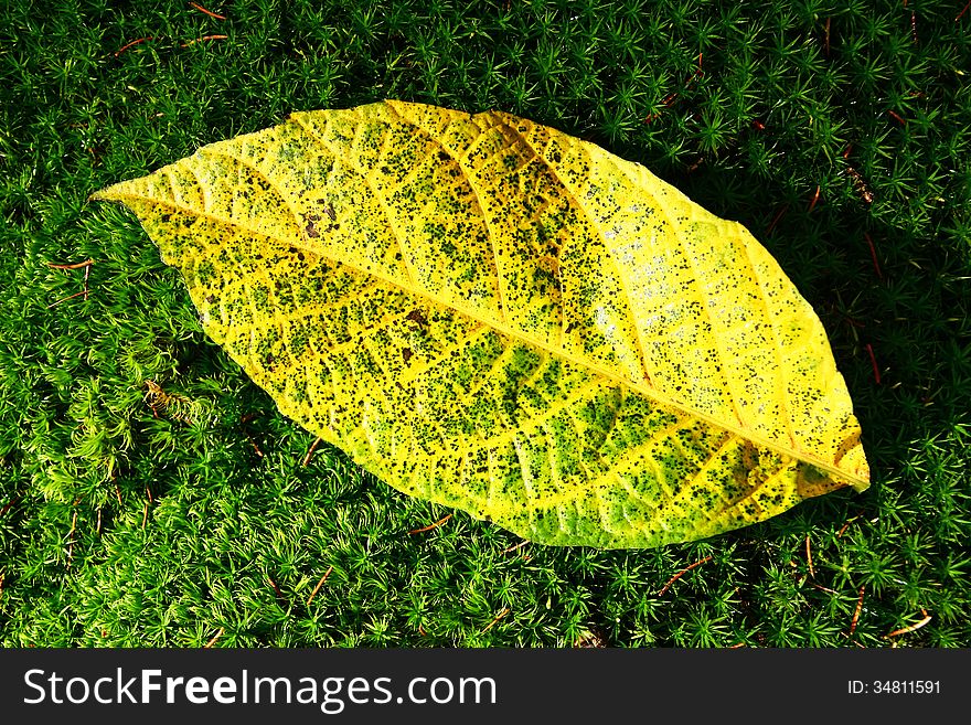 Yellow walnut leaf superimposed on green moss. Yellow walnut leaf superimposed on green moss