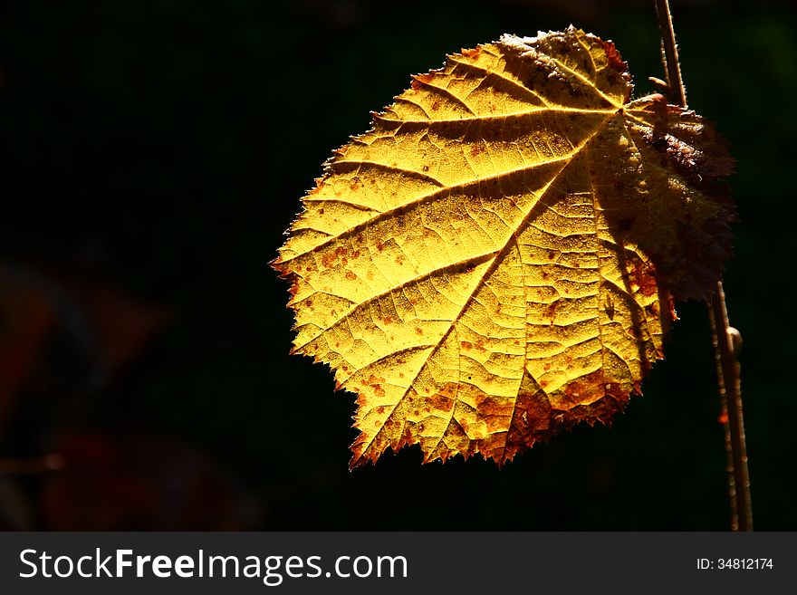 Yellow mulberry leaf backlit by sunlight