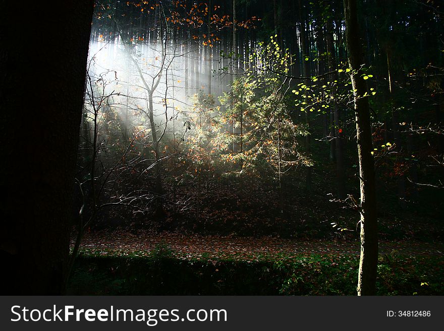 Sun's rays penetrate into the dark autumn forest. Sun's rays penetrate into the dark autumn forest