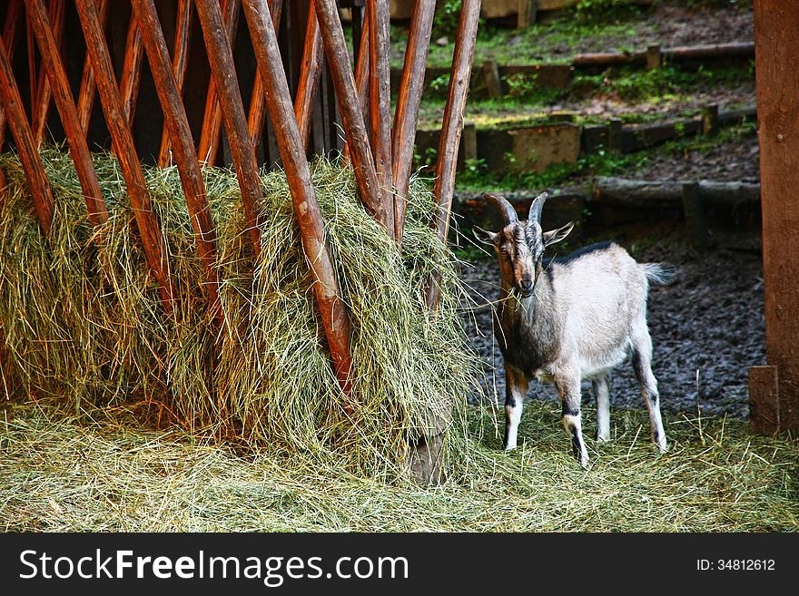 Goat chews hay barn and looks directly. Goat chews hay barn and looks directly