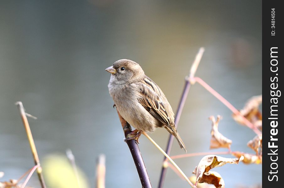 Macro picture of a sparrow on a branch of the autumn. Macro picture of a sparrow on a branch of the autumn