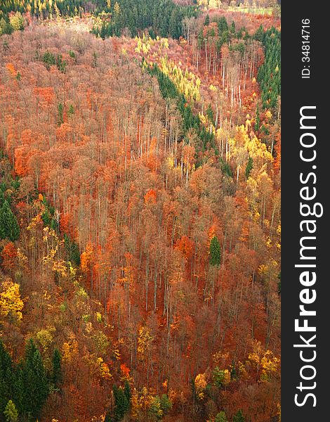 Scenic view of colorful forest in autumn scene