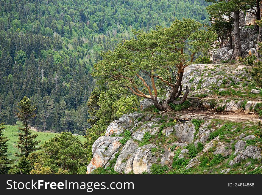 Pine with a curved trunk and branches on a rocky slope Lago-Naki plateau. Pine with a curved trunk and branches on a rocky slope Lago-Naki plateau