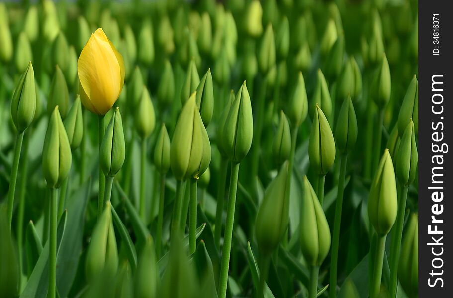 One yellow tulip flower opens before the rest of the green buds. One yellow tulip flower opens before the rest of the green buds.