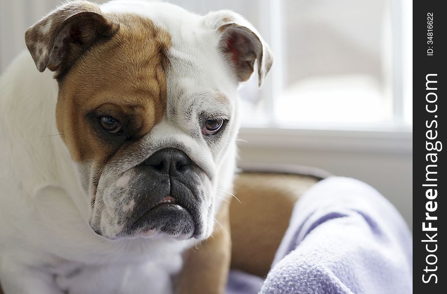 A close up of an English Bull Dog sitting in her bed looking sad. A close up of an English Bull Dog sitting in her bed looking sad.