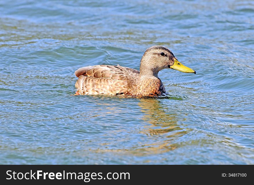 This young female duck is swimming at the west end of Big Bear Lake near the dam on warm summer afternoon. This young female duck is swimming at the west end of Big Bear Lake near the dam on warm summer afternoon.