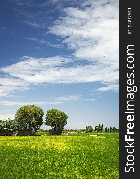 Two Trees in the Field with wonderful Clouds, Mejia, Peru, South America