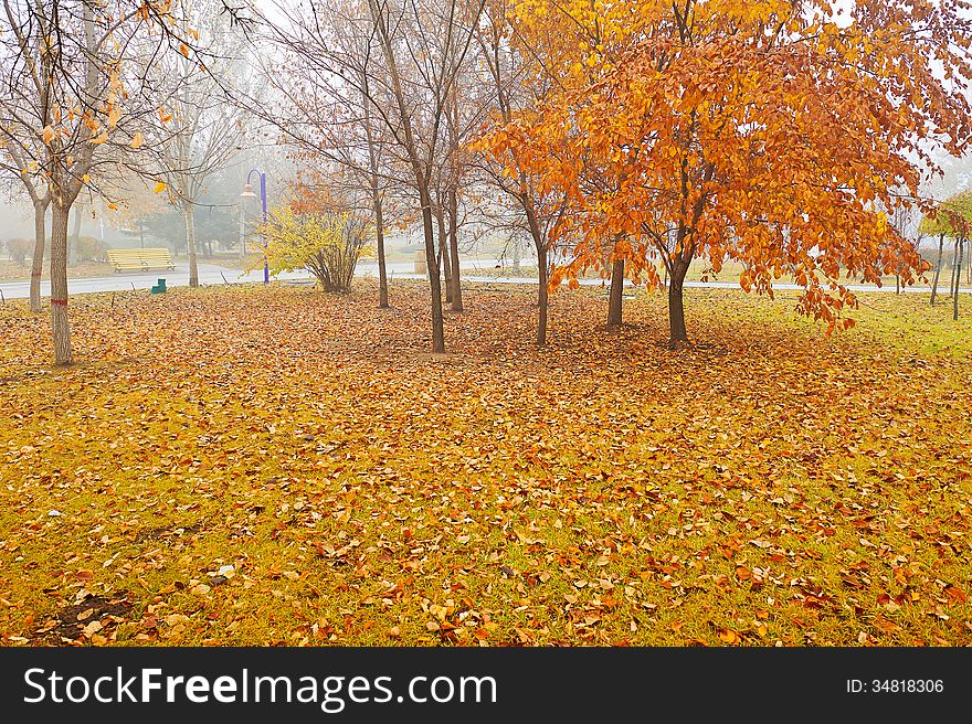 The Gloden Leaves In The Mist