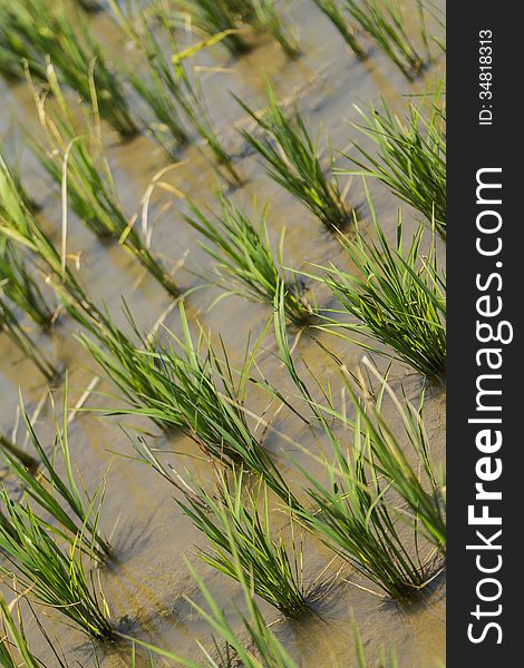 Detail of Rice Plant in the Field