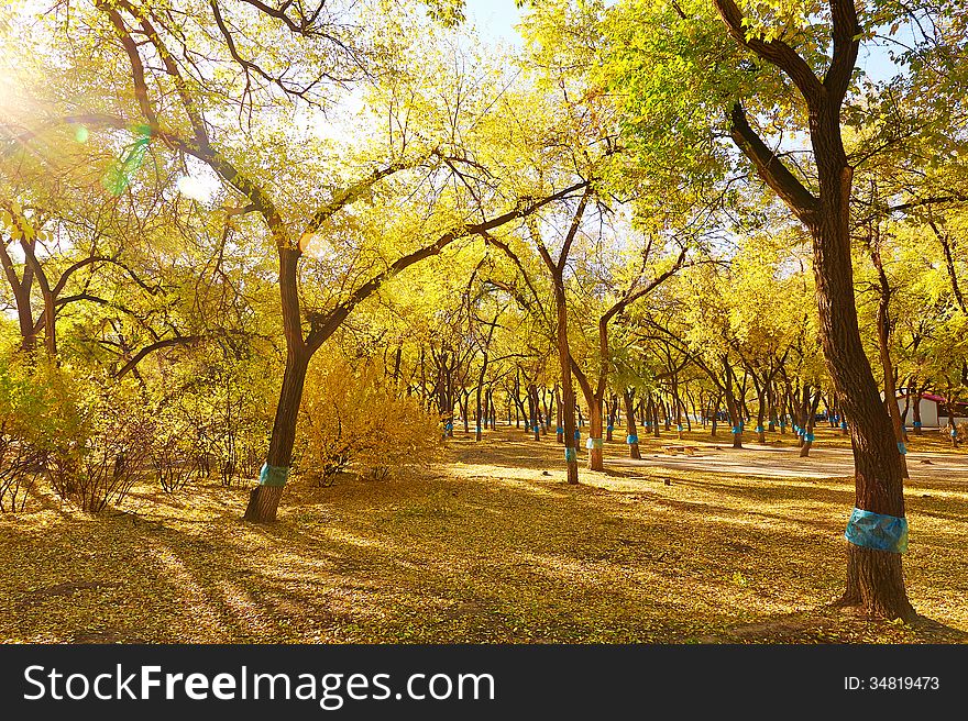 The photo taken in China's heilongjiang province daqing city,City forest public garden.The time is October 15, 2013. The photo taken in China's heilongjiang province daqing city,City forest public garden.The time is October 15, 2013.