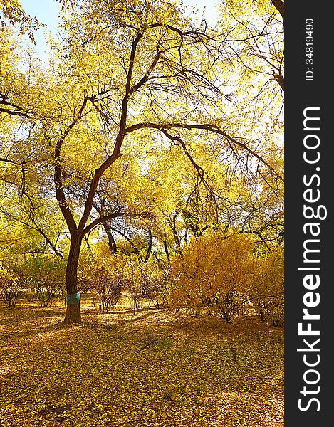 A Autumn Tree In The Park