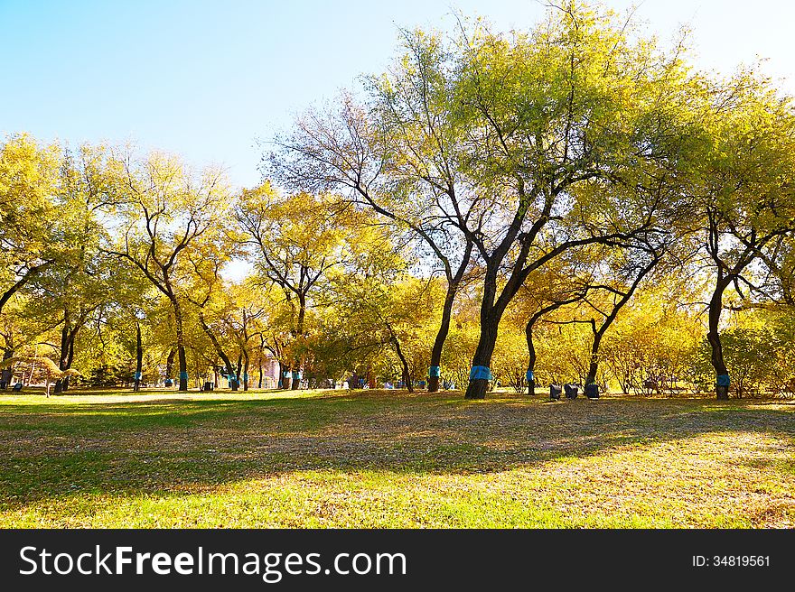 The autumn forest public garden