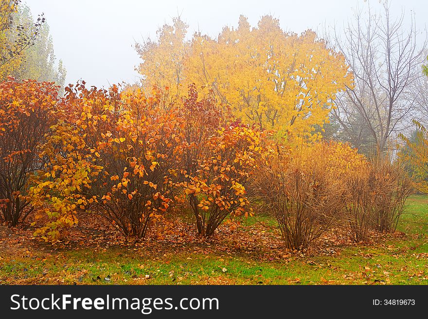 The Fall Trees In The Mist