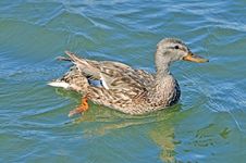 Female Duck Royalty Free Stock Photo Female Duck Royalty Free Stock Photo
