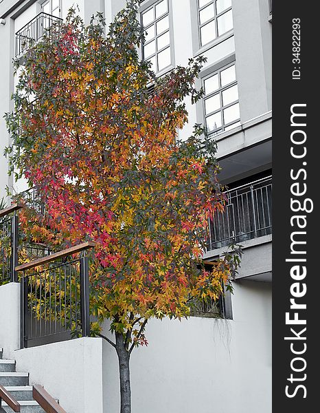 Colorful autumn maple tree against modern office building