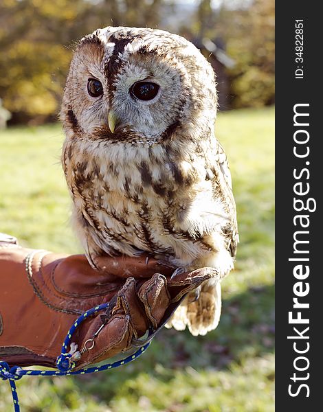 Tawny owl perched on hand with glove used in falcontry.