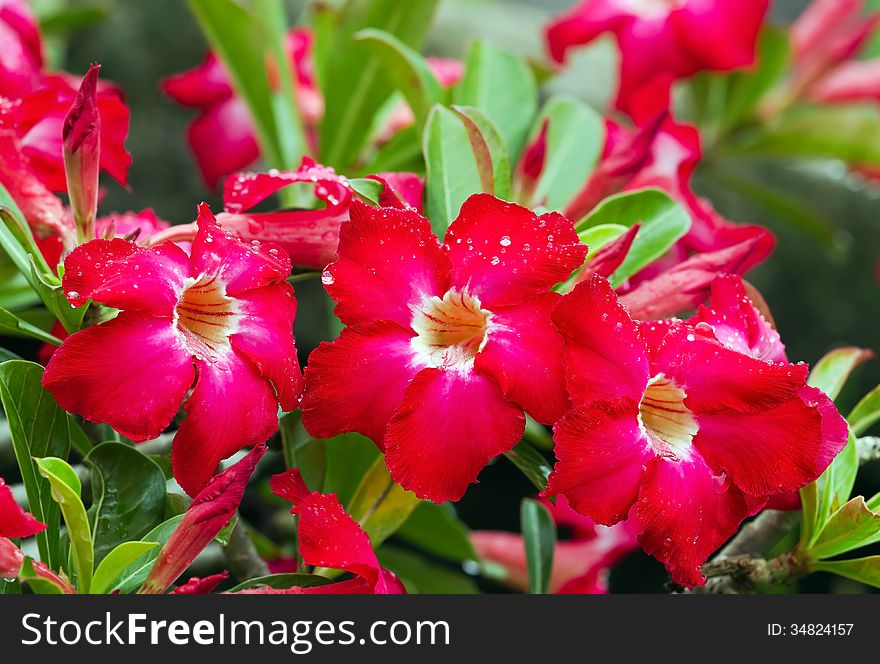 Close up of red Desert Rose flowers with dewdrop; Also call Impala Lily Adenium, pink bigonnia ( Adenium obesum (Forssk.) Roemer & Schultes, APOCYNACEAE.)