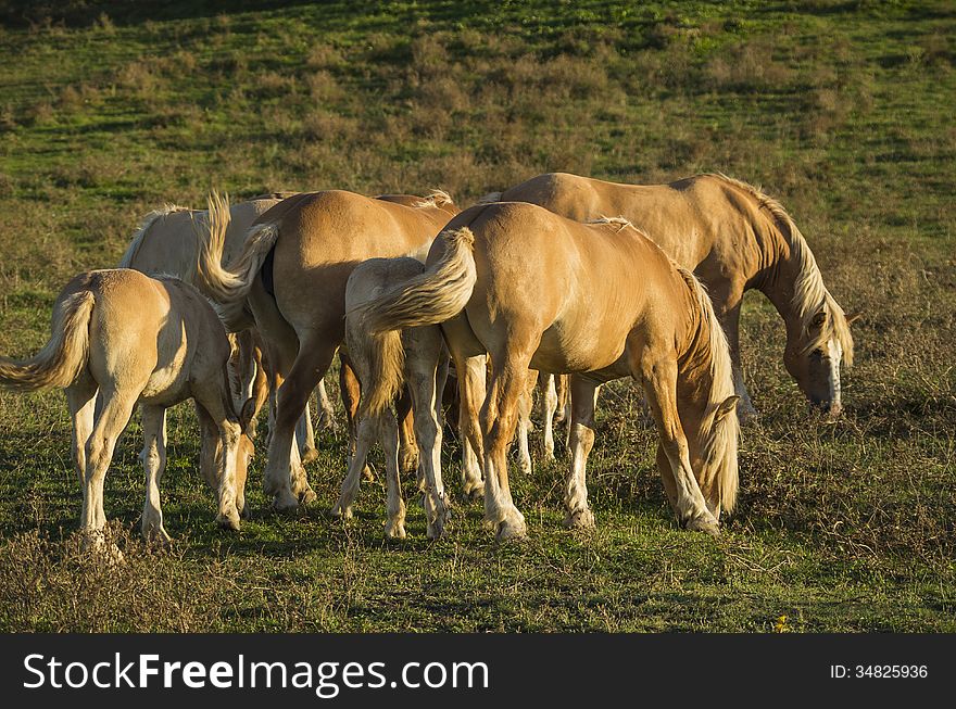 Herd of horses grazing in the hills of Basilicata. Herd of horses grazing in the hills of Basilicata