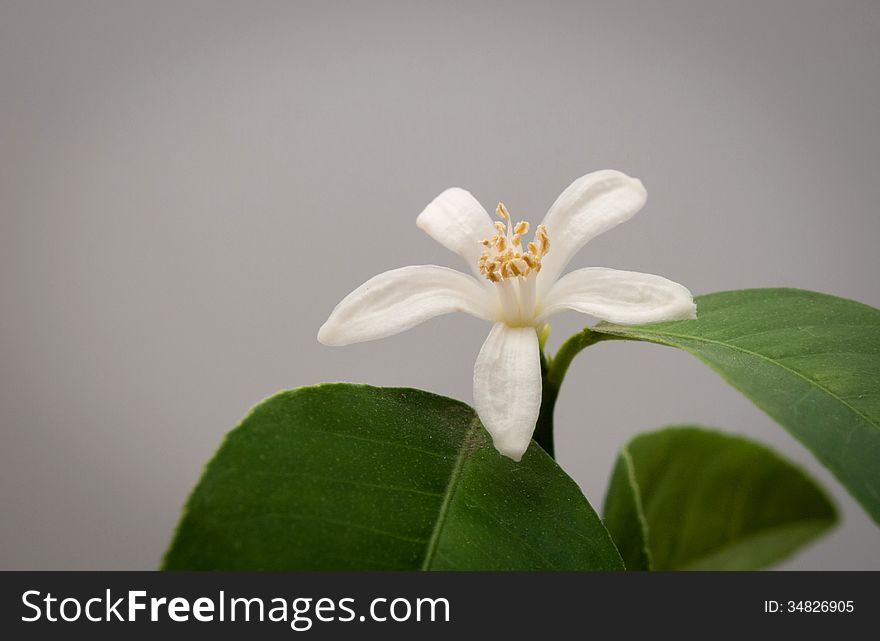 Indoor jasmin isolated flower on grey background. See my other works in portfolio.