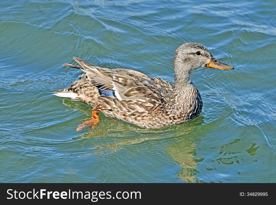 This female duck was swimming near her ducklings (subject of another photo) on a warm summer afternoon at Big Bear Lake down by the dam.