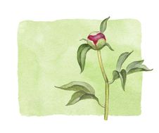 Watercolor Peony Flower Royalty Free Stock Photos Watercolor Peony Flower Royalty Free Stock Photos