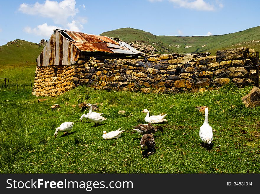 An old barn with ducks on a farm in the sterkfontein area of South Africa. An old barn with ducks on a farm in the sterkfontein area of South Africa.