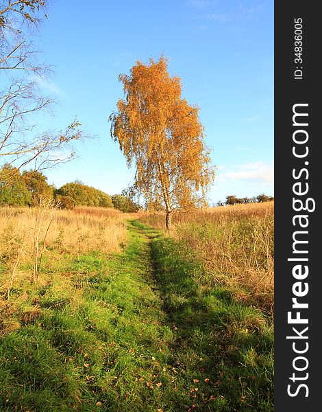 Beautiful autumnal landscape in the park