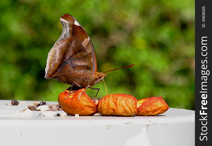 Butterfly Eating A Guava