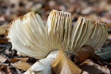 Broken Mushroom Stock Photos Broken Mushroom Stock Photos