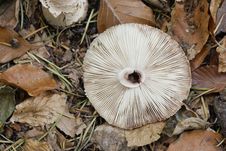 Broken Mushroom Royalty Free Stock Photography Broken Mushroom Royalty Free Stock Photography