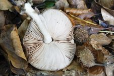 Broken Mushroom Stock Photo Broken Mushroom Stock Photo