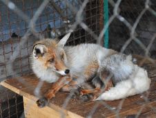 Fox In Zoo Stock Image