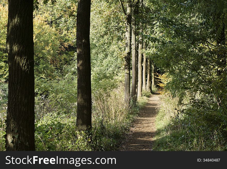 Path in the forest in autumn. Path in the forest in autumn