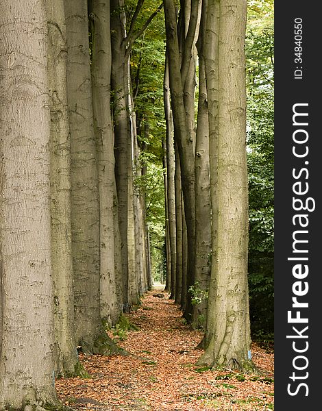 Path in the forest in autumn. Path in the forest in autumn