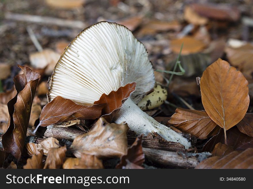 Broken mushroom in the forest in autumn