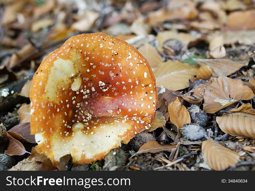 Broken mushroom in the forest in autumn. Broken mushroom in the forest in autumn