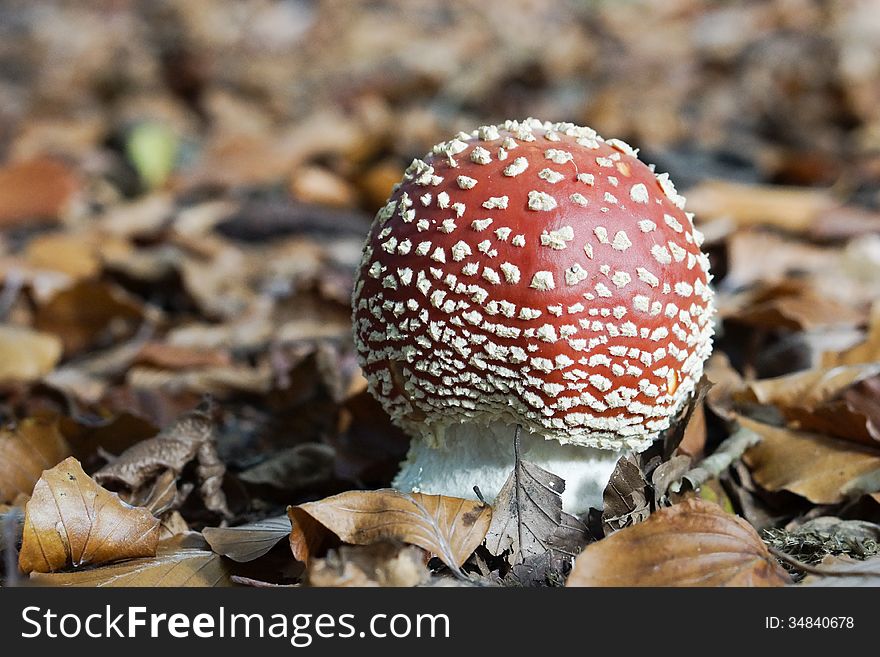 Fly agaric mushroom in the forest in autumn