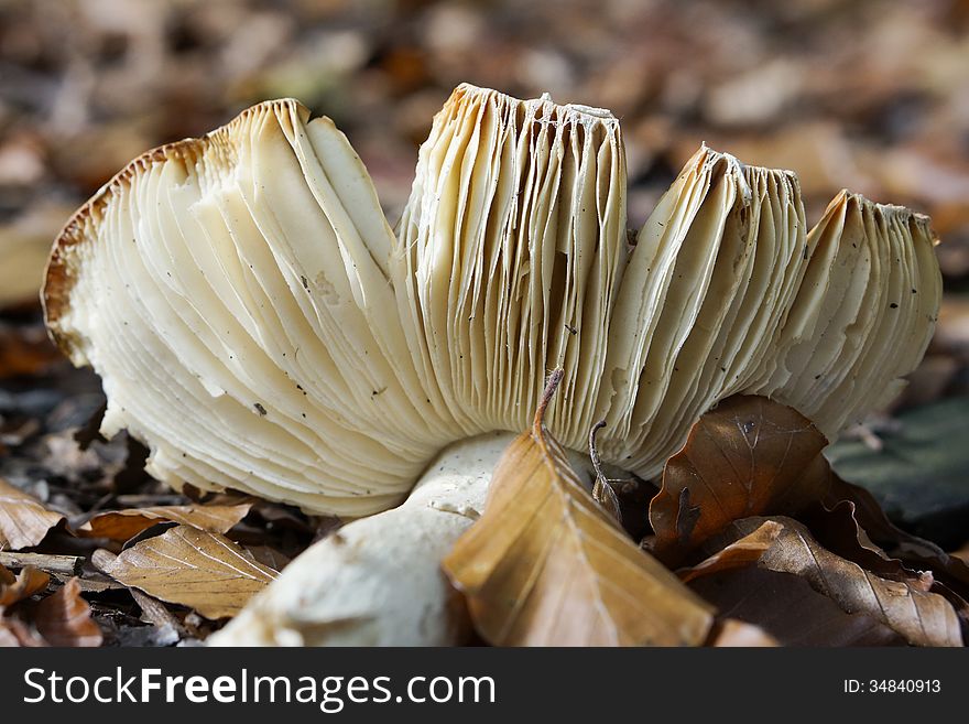 Broken mushroom in the forest in autumn