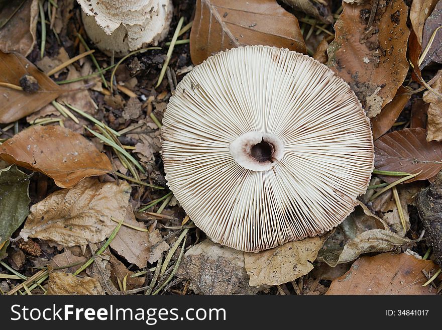 Broken mushroom in the forest in autumn