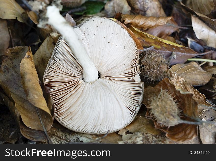 Broken mushroom in the forest in autumn