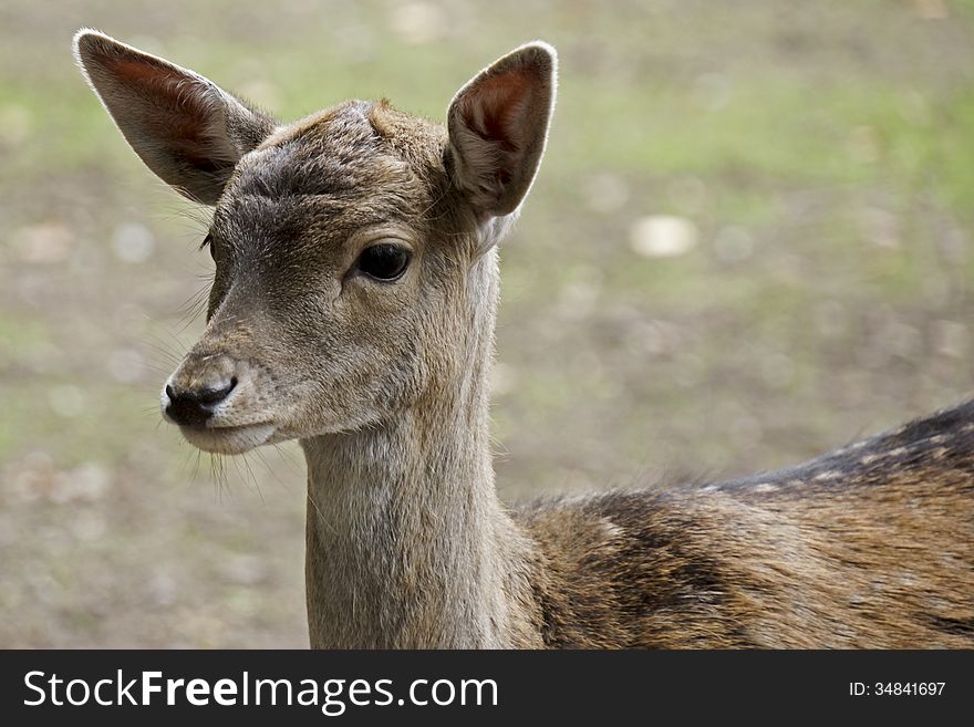 Portrait of a young deer
