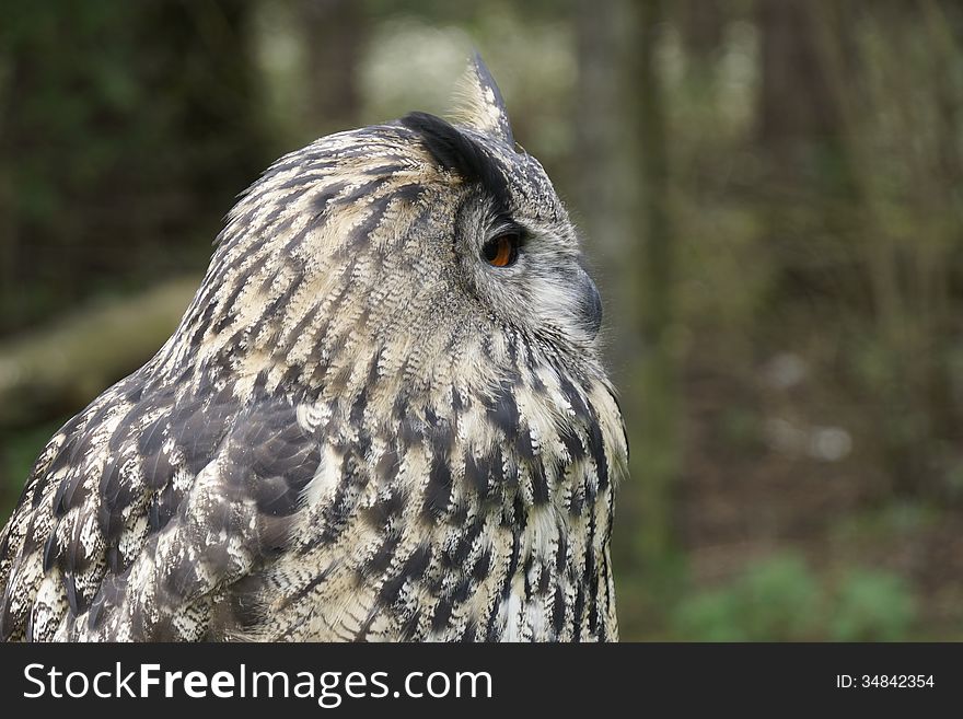 Portrait of an owl with grass in its beak